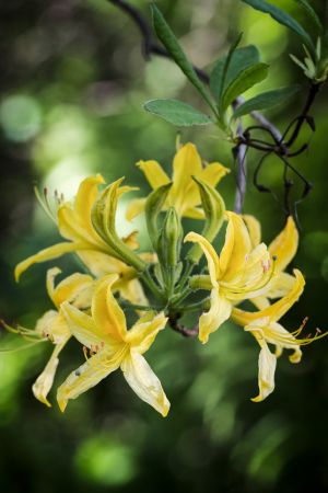 Rhododendron luteum