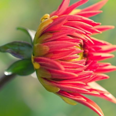 Dahlia