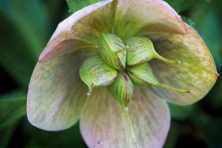 Helleborus niger