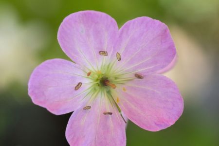 Geranium himalayense