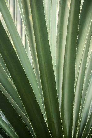 Agave