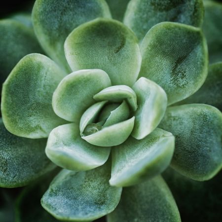 Echeveria