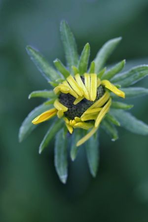 Rudbeckia fulgida