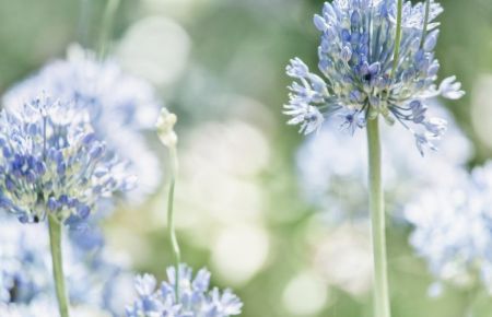 Allium caeruleum