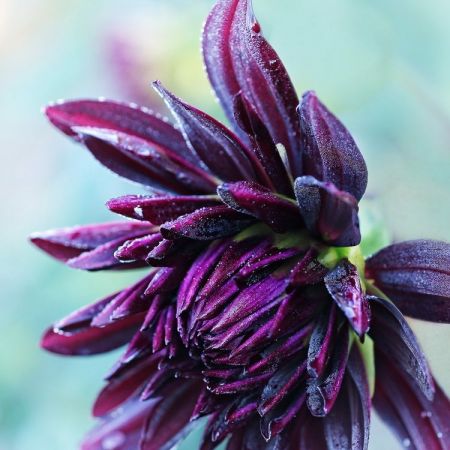 Dahlia