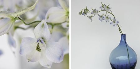 Delphinum grandiflorum 'Butterfly'
