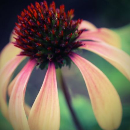Echniacea purpurea ´Green Envy´