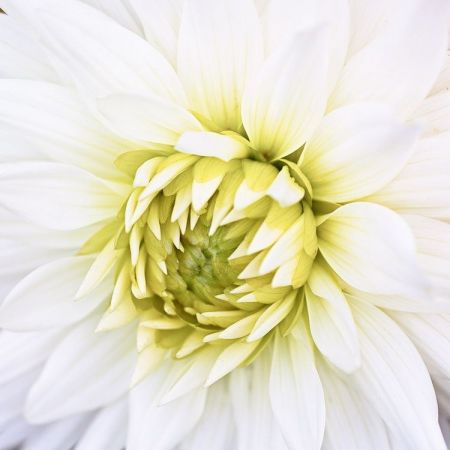 Dahlia