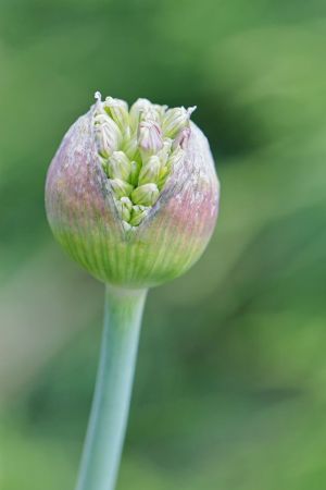 Allium aflatunense 'Purple Sensation'