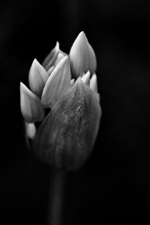 Allium ursinum