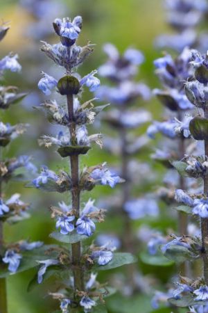 Lobelia Siphilitica