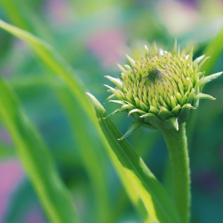 Echinacea purpurea