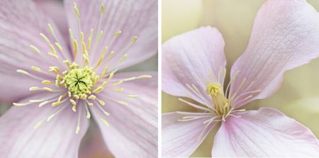 Clematis Montana 'Rubens'