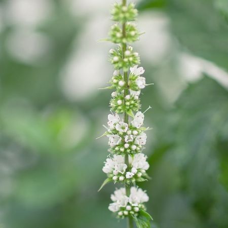 Mentha spicata Marokko