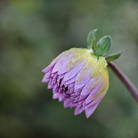 Dahlia