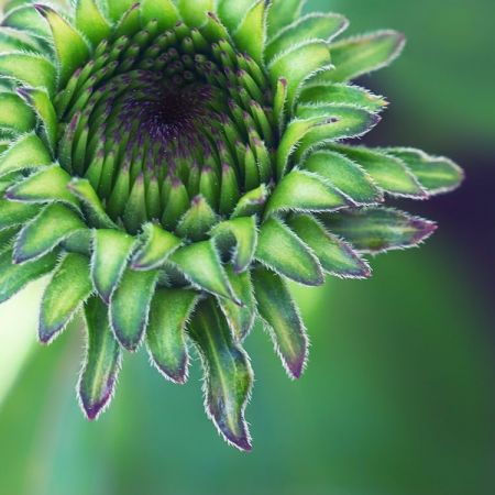 Echinacea purpurea