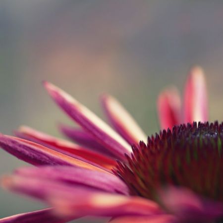 Echinacea Hybride ´Sunset´
