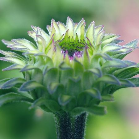 Echinacea purpurea