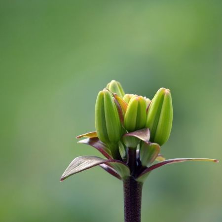 Lilium 