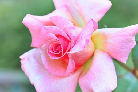 Rosa