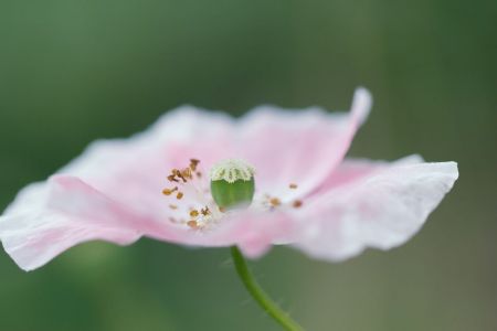 Papaver rhoeas ´Shirley´