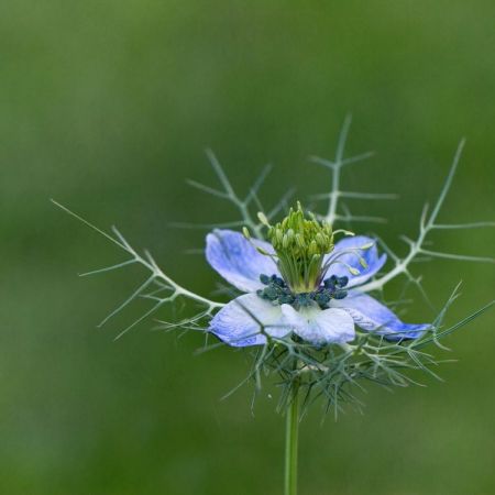 Nigella damascena ´Miss Jeckyll´