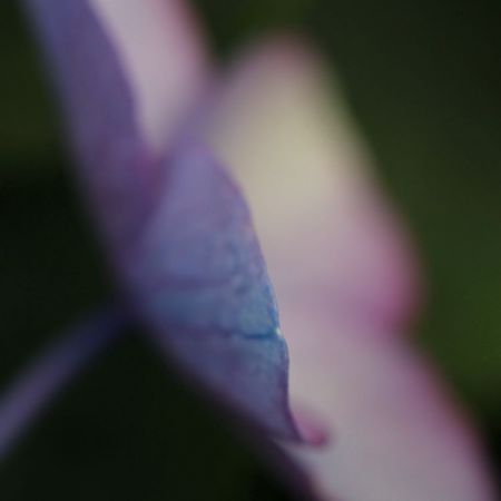 Hydrangea macrophylla 'Kardinal'