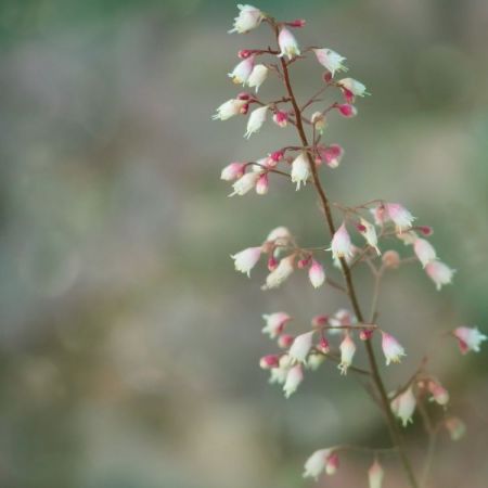 Heuchera