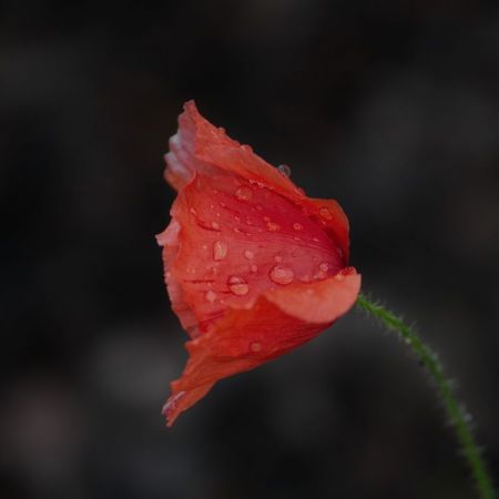Papaver rhoeas