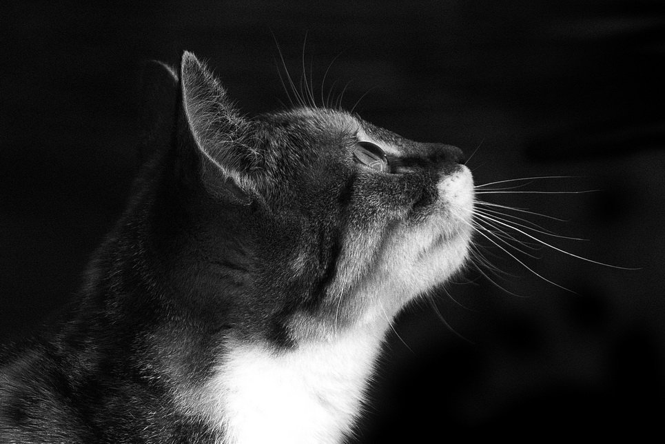 D Katzen Hunde