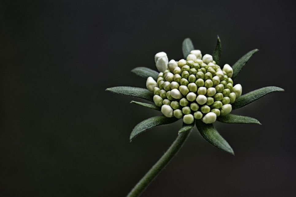 D Knospen Beeren Samenkapseln