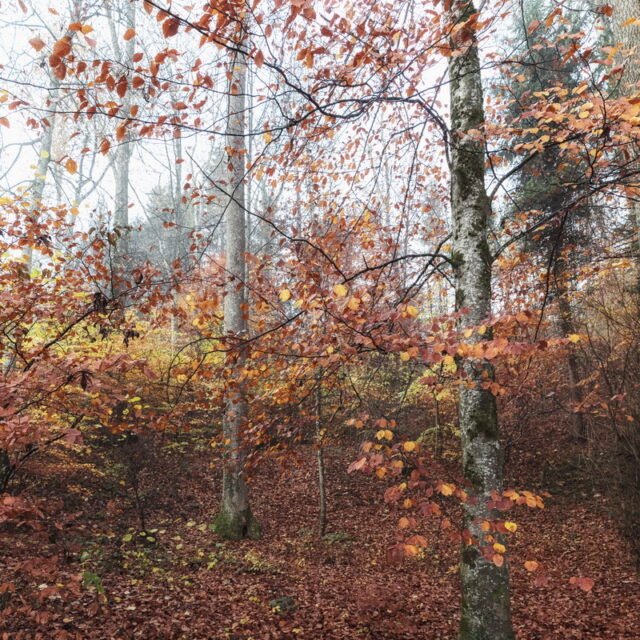 Landschaft Herbst 12
