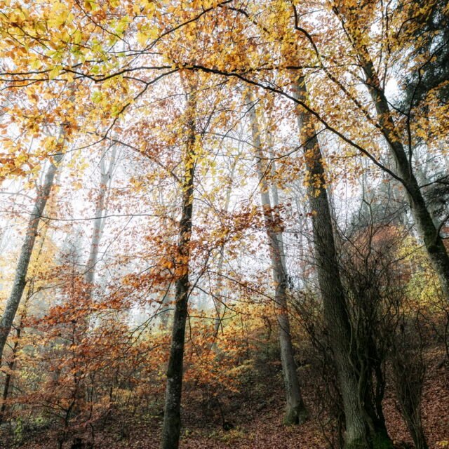 Landschaft Herbst 20