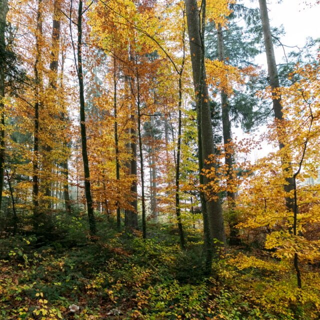 Landschaft Herbst 21