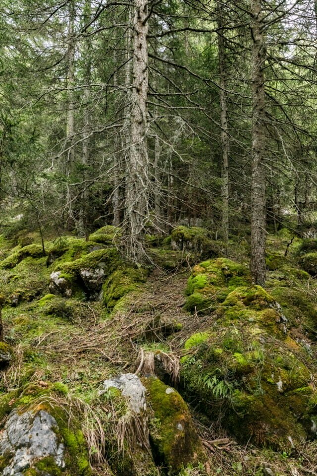Landschaft Lenzerheide 11