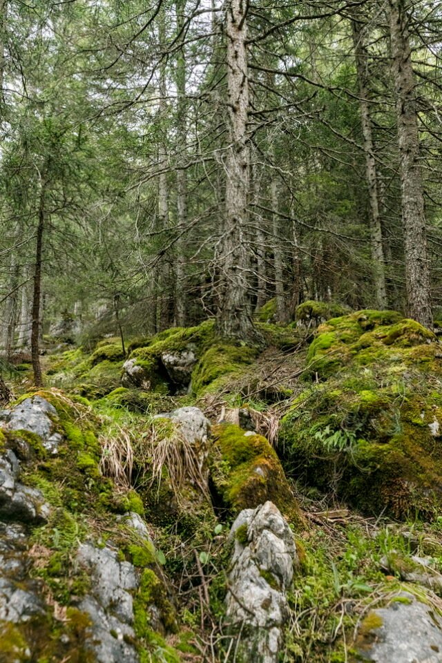 Landschaft Lenzerheide 12