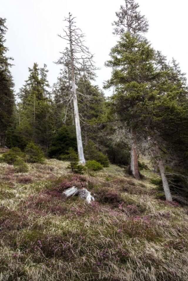 Landschaft Lenzerheide 15