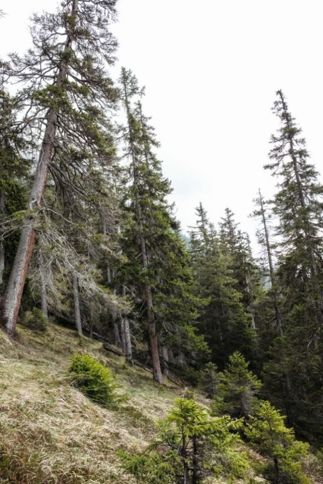 Landschaft Lenzerheide 16