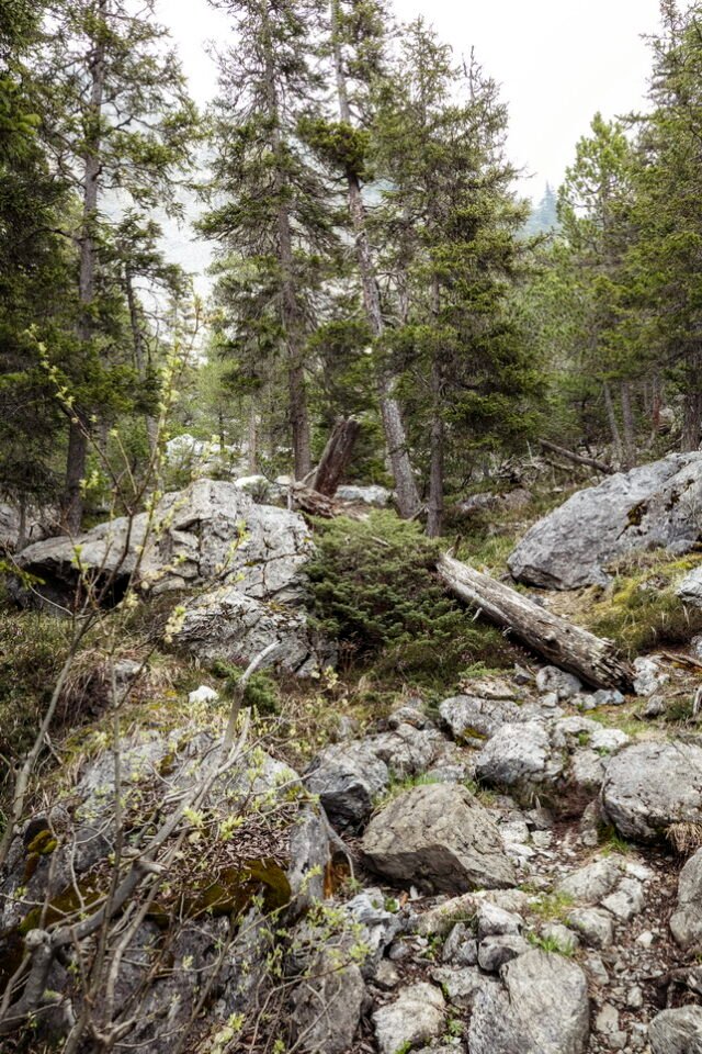 Landschaft Lenzerheide 17
