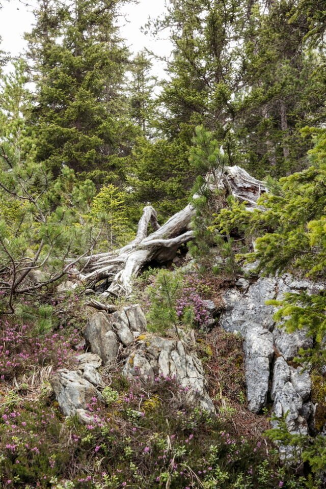 Landschaft Lenzerheide 22