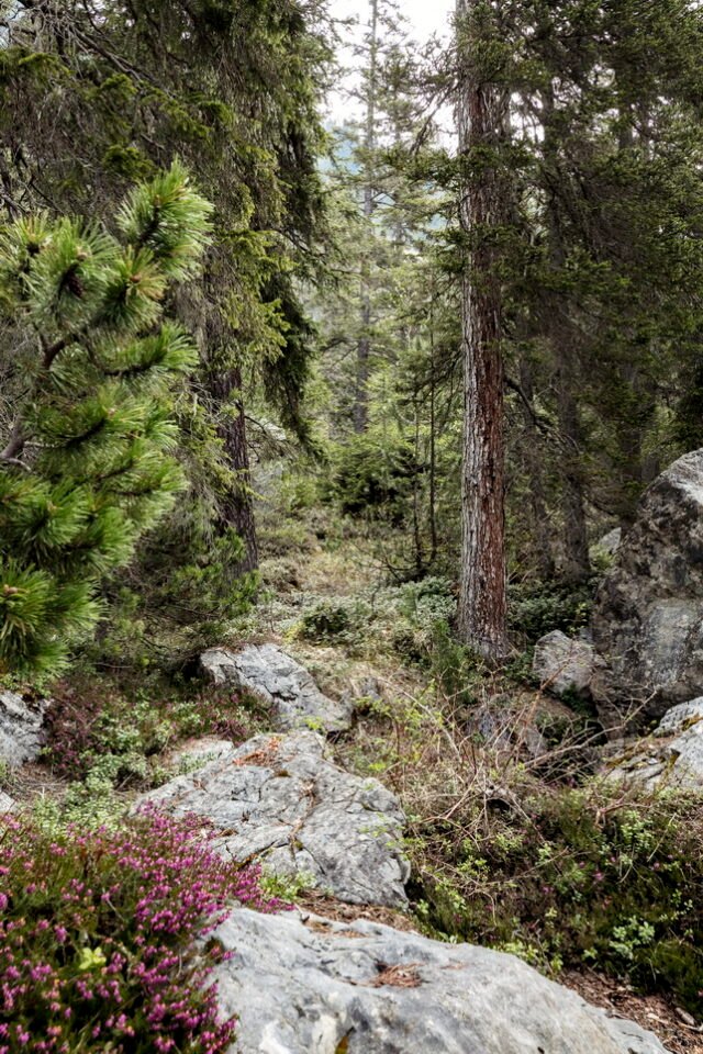 Landschaft Lenzerheide 25