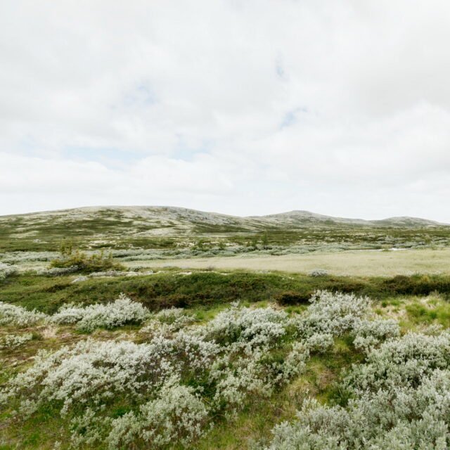 Landschaft Norwegen 044
