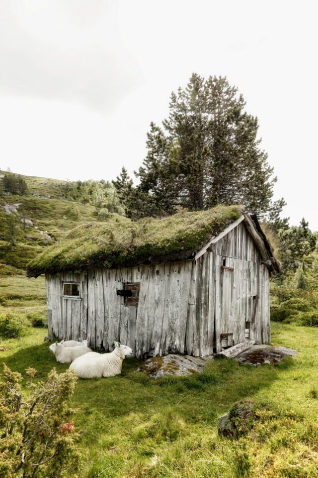 Landschaft Norwegen 058