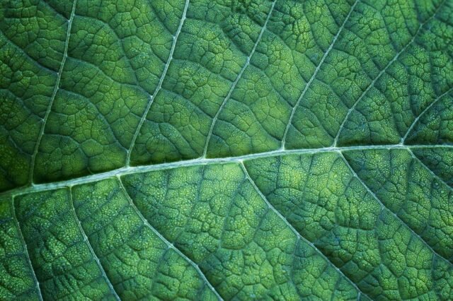Natur Blaetter 01