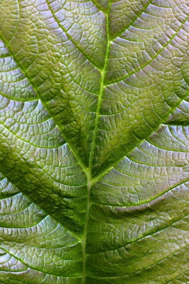 Natur Blaetter 02