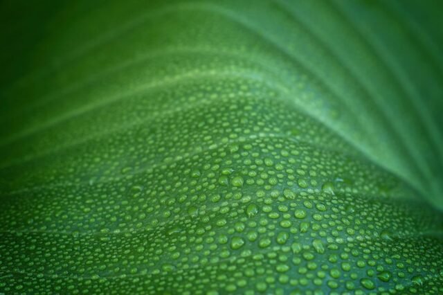 Natur Blaetter 03