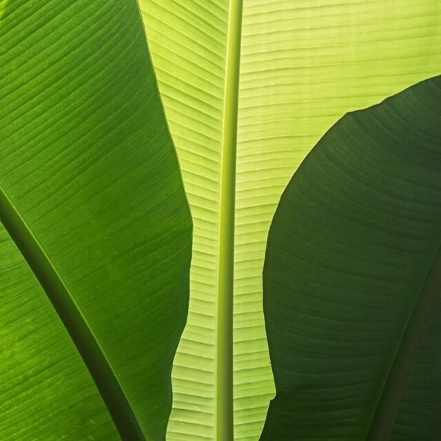 Natur Blaetter 06
