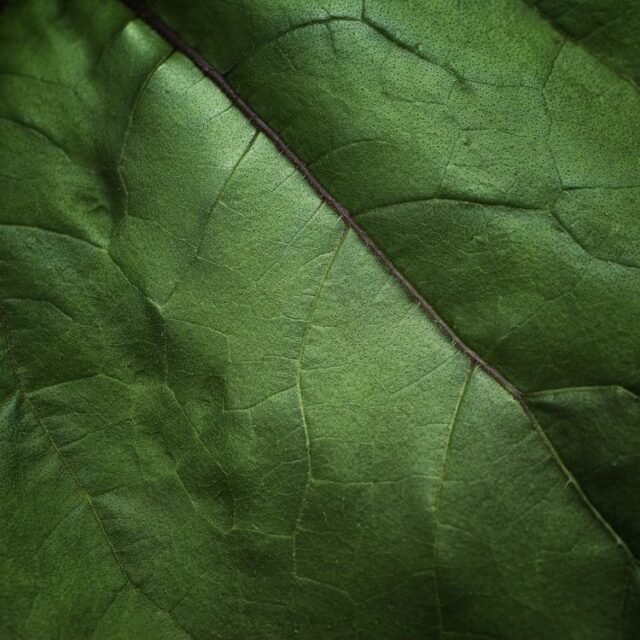 Natur Blaetter 08