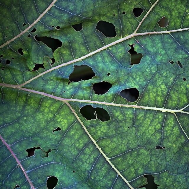 Natur Blaetter 09