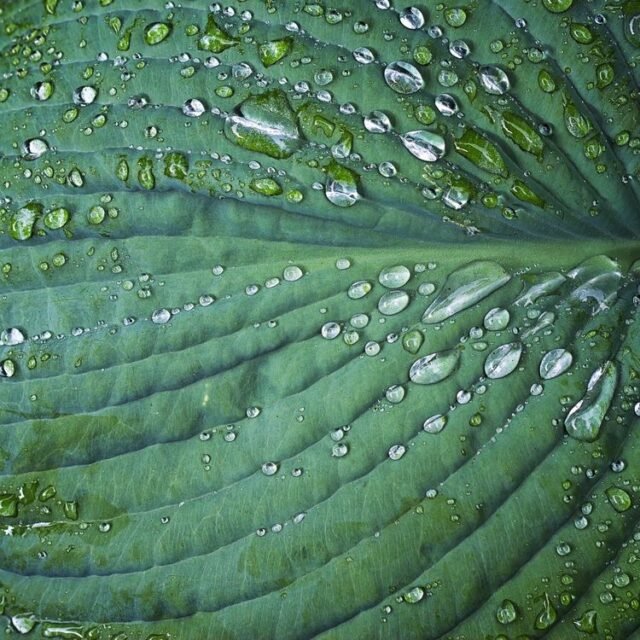 Natur Blaetter 10
